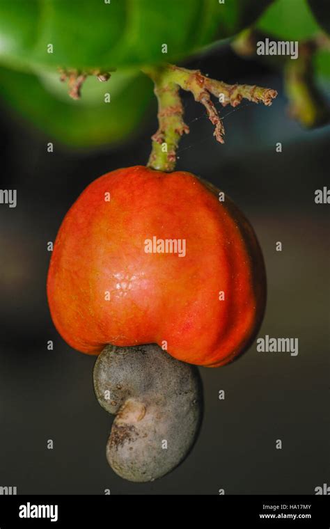 drupi|drupe fruit.